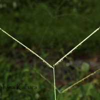 Paspalum conjugatum P.J.Bergius